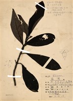 藏品(九節木(牛屎烏、青龍吐霧))的圖片